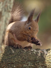 栄養補給する子育て中の母リス