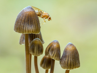 small saprotrophic mushrooms with fly