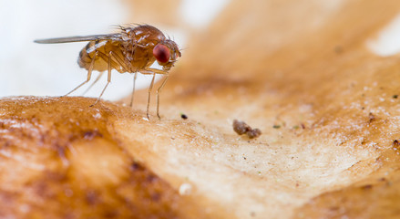 Mushroom with fly