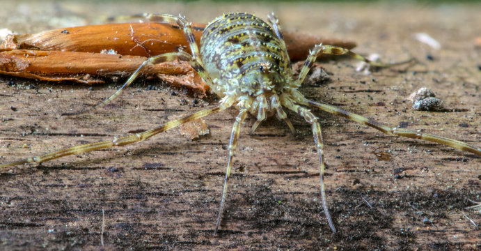 a small harvestman