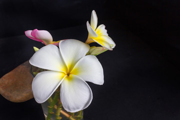  frangipani or plumeria fragrant flowers on black background