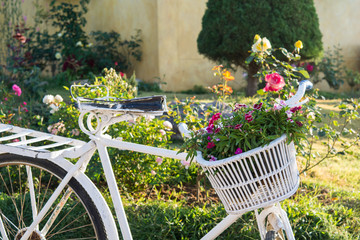 Fototapeta na wymiar old white bicycle and flower in garden