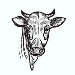vector illustration black and white cow hand drawn ink. vector eps 8