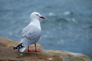 Seagull on Stonebeach, New Zealand