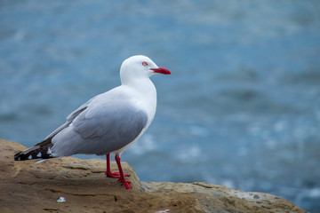 Seagull on Stonebeach, New Zealand
