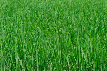 成長する稲で緑に染まる田んぼ