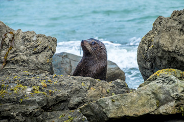 New Zealand Fur seal at Otago Peninsula, Dunedin, South Island, Otago, New Zealand, Pacific. New Zealand Fur Seals (Arctocephalus Forsteri) resting in the sunshine on a rock