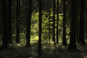 Лес после дождя.