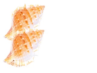  turbinate shell ; beautiful 2 seashell isolate on white with copy space