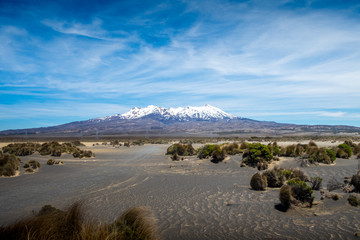 Gold Meadow with Mount Sefton Backdrop at Mount Cook Village, Aoraki, South Island, New Zealand
