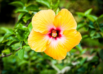 Bright yellow hibiscus flower closeup