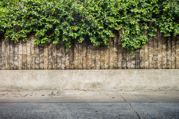 Tree wall on beside the Road. vertical garden wall for background and Copy Space