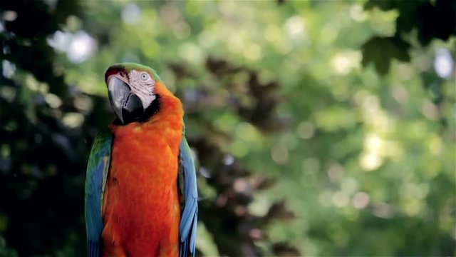 Blue and orange macaw sitting on a perch
