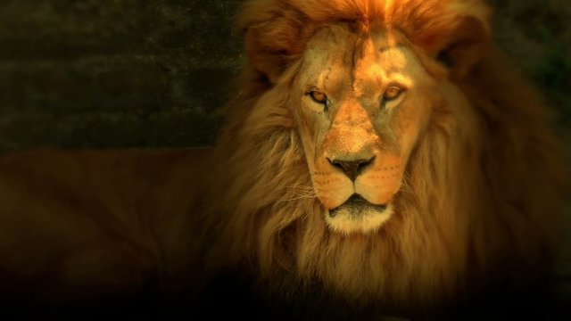 Beautiful lion with a big beautiful mane lies quietly, 4 K Video Clip