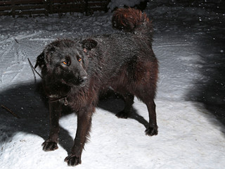 Large black dog on a chain in the winter night