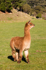 closeup of young suri alpaca standing in paddock