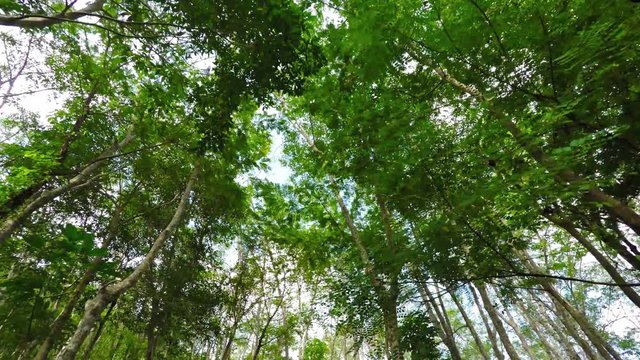 Leafy tops of hevea trees from a trail through a rubber plantation in Southeast Asia. Video 4k