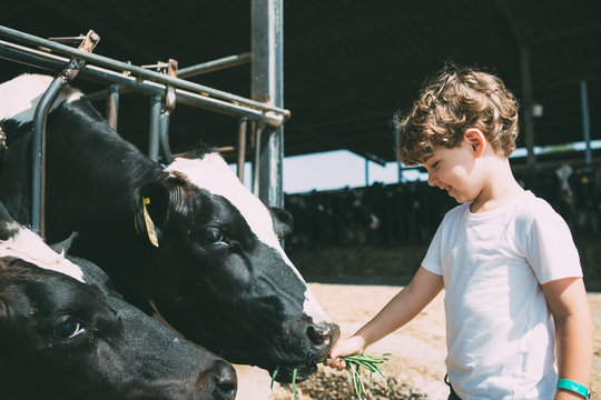 Happy kid feeding cows