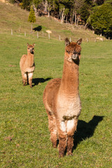 two curious suri alpacas standing in paddock