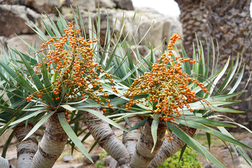 fruit of a dragon tree