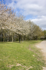 Track Lined With Trees in Blossom