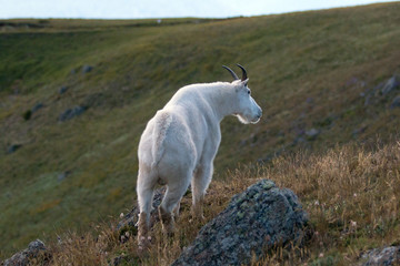 Obraz premium Male Billy Mountain Goat on Hurricane Ridge in Olympic National Park in Washington State USA