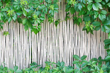 White bamboo fence texture background with green grape leaves