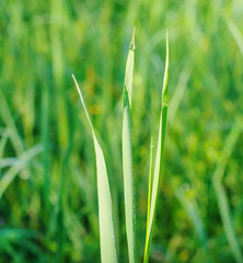 Green grass in field