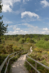 Arne Nature Reserve, Dorset