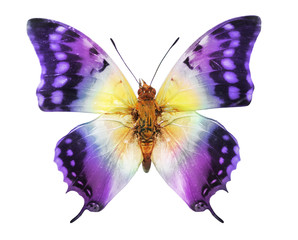 Color butterfly , isolated on white