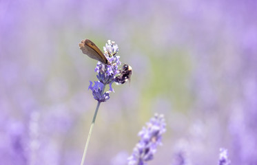 Butterfly on lavender flower