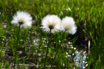 ワタスゲの花穂