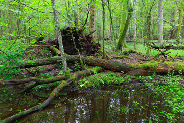 Moss wrapped trees lying over water