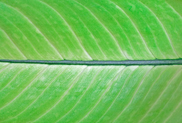 Green Leaf Texture Background