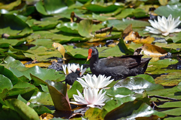 Mother Australian Dusky Moorhen feeding her baby on a waterlily pad