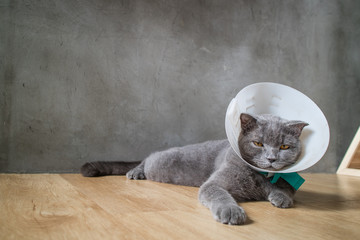 sick cat with funnel cone collar prevent him scratch his ear