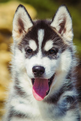 Obraz premium Portrait of a Siberian Husky puppy walking in the yard. One Little cute puppy of Siberian husky dog outdoors