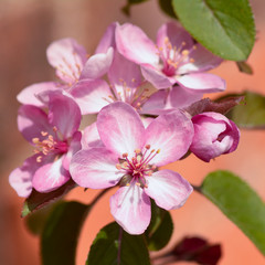 Crabapple (malus) blossom