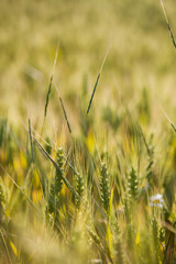 Fototapeta premium Wheat field in summer