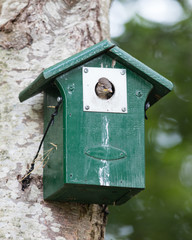 Young sparrow sitting in a birdhouse
