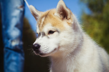 Portrait of a Siberian Husky puppy walking in the yard. One Little cute puppy of Siberian husky dog outdoors