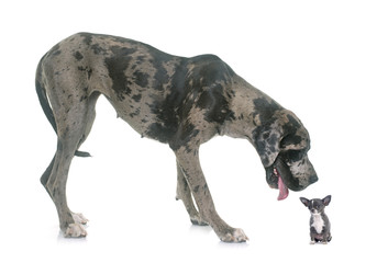 Great Dane and puppy chihuahua in studio - obrazy, fototapety, plakaty