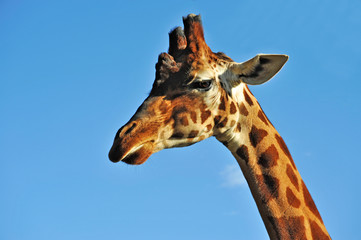 Giraffa di profilo su fondo azzurro