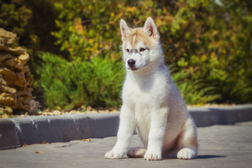 Naklejka na ściany i meble Portrait of a Siberian Husky puppy walking in the yard. One Little cute puppy of Siberian husky dog outdoors