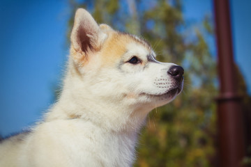 Naklejka na ściany i meble Portrait of a Siberian Husky puppy walking in the yard. One Little cute puppy of Siberian husky dog outdoors