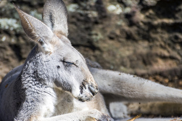 Kangaroo sleeping