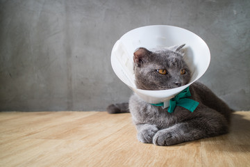 sick cat with funnel cone collar prevent him scratch his ear