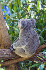 Koala eating leafs on the tree