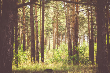 Obraz premium Pine Forest in the Morning Filtered