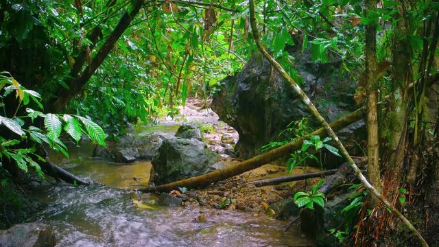 Tourist enjoying nature as he hikes over and around boulders and deadfall logs along the bed of a tropical, mountain stream on a rainy day, with sound. Video UltraHD